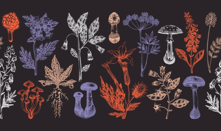 Poisonous plants seamless ribbon. Toxic mushrooms hand drawn vector illustration. Witch herbs vintage pattern. Deadly fungi background. NOT AI generated